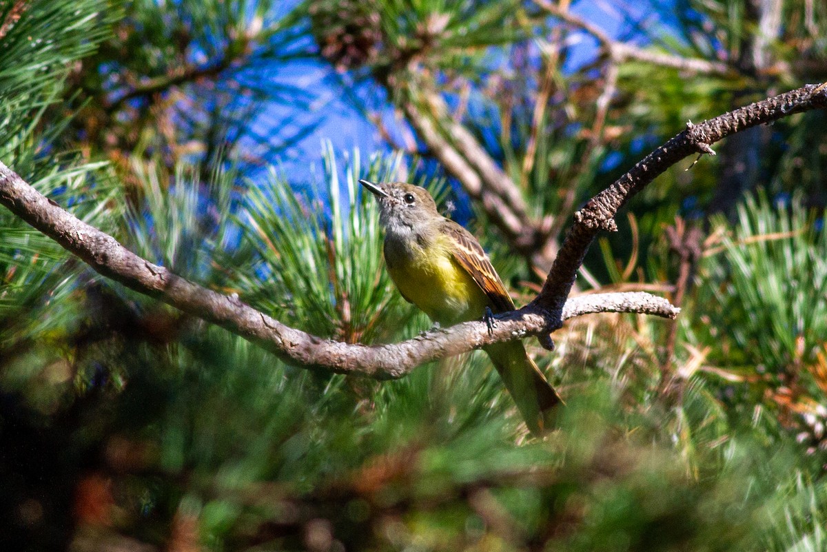 Great Crested Flycatcher - ML220769421