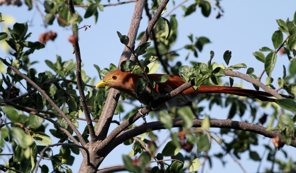 Squirrel Cuckoo (Amazonian) - ML22076951