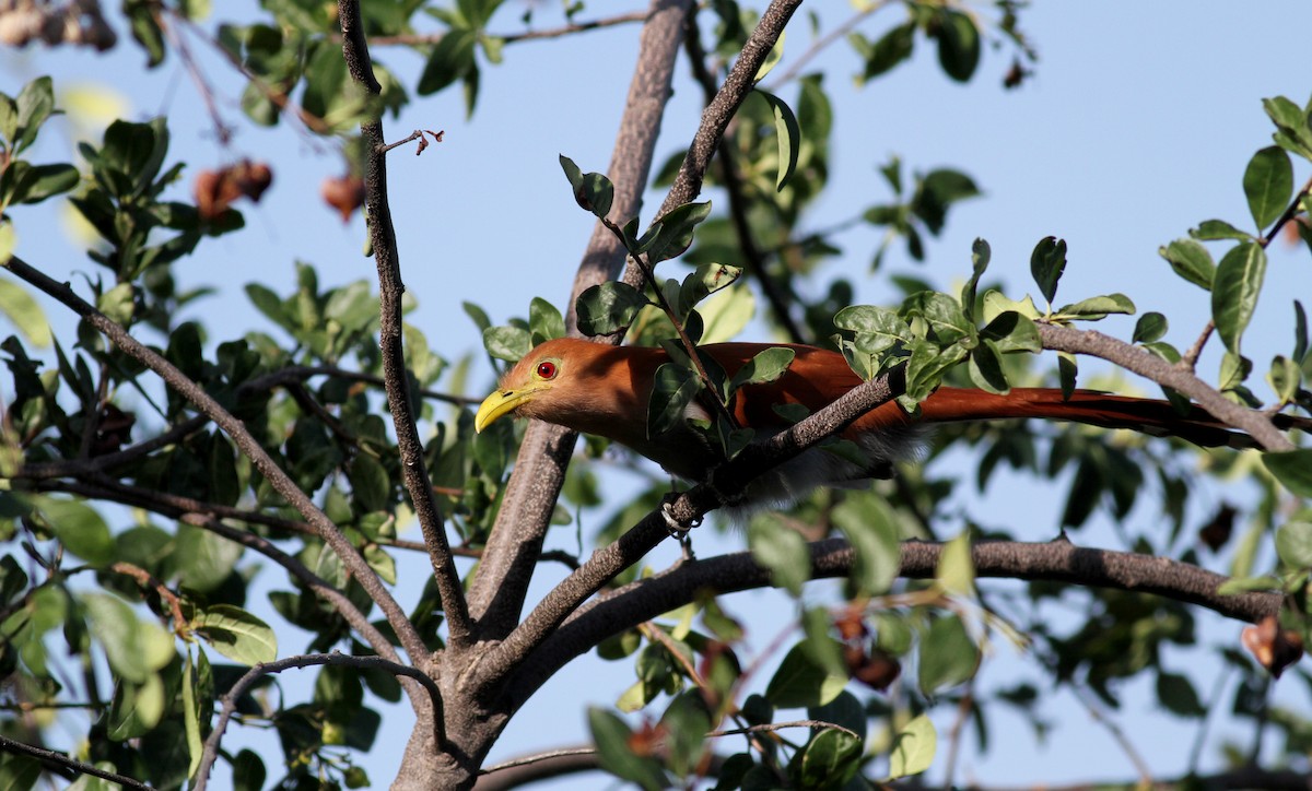 Squirrel Cuckoo (Amazonian) - ML22076961
