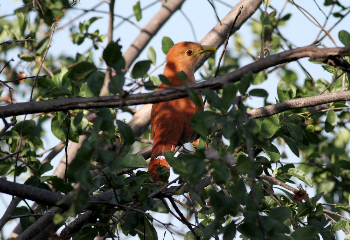 Squirrel Cuckoo (Amazonian) - ML22076971