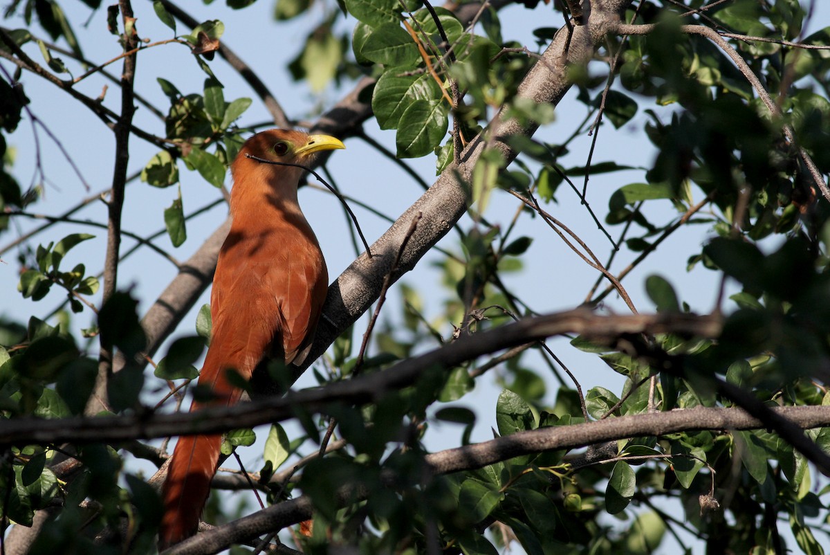 Squirrel Cuckoo (Amazonian) - ML22076981