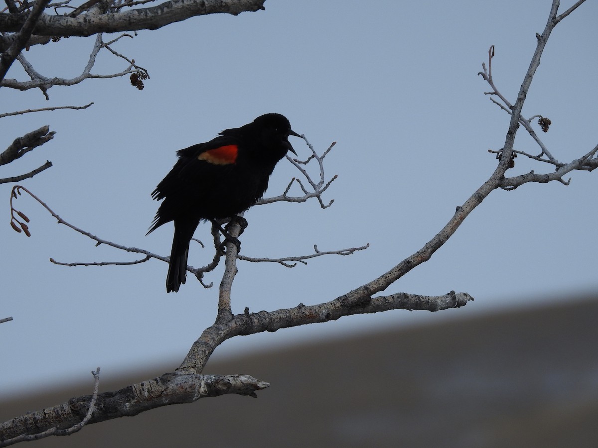 Red-winged Blackbird - ML220776101