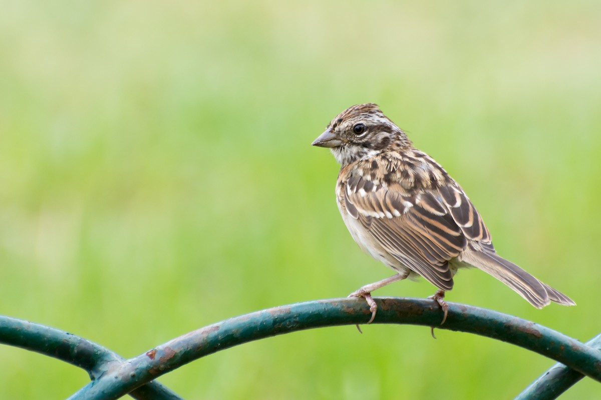 Rufous-collared Sparrow - Javier González