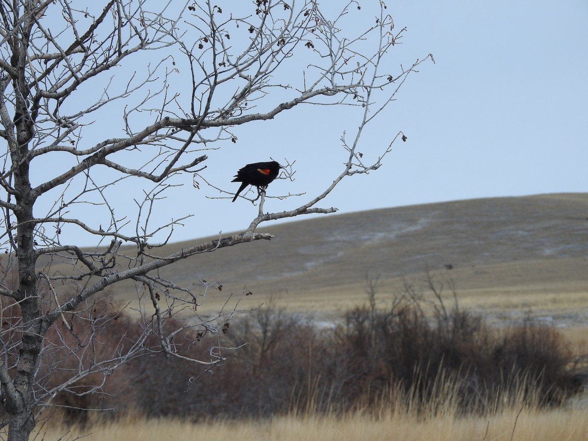 Red-winged Blackbird - ML220776151