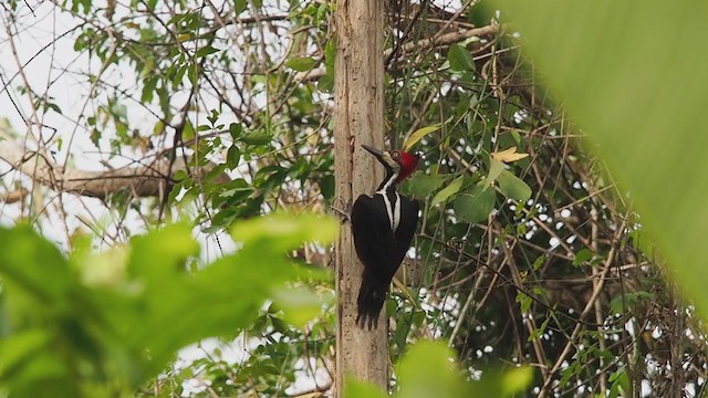 Crimson-crested Woodpecker - ML220778301