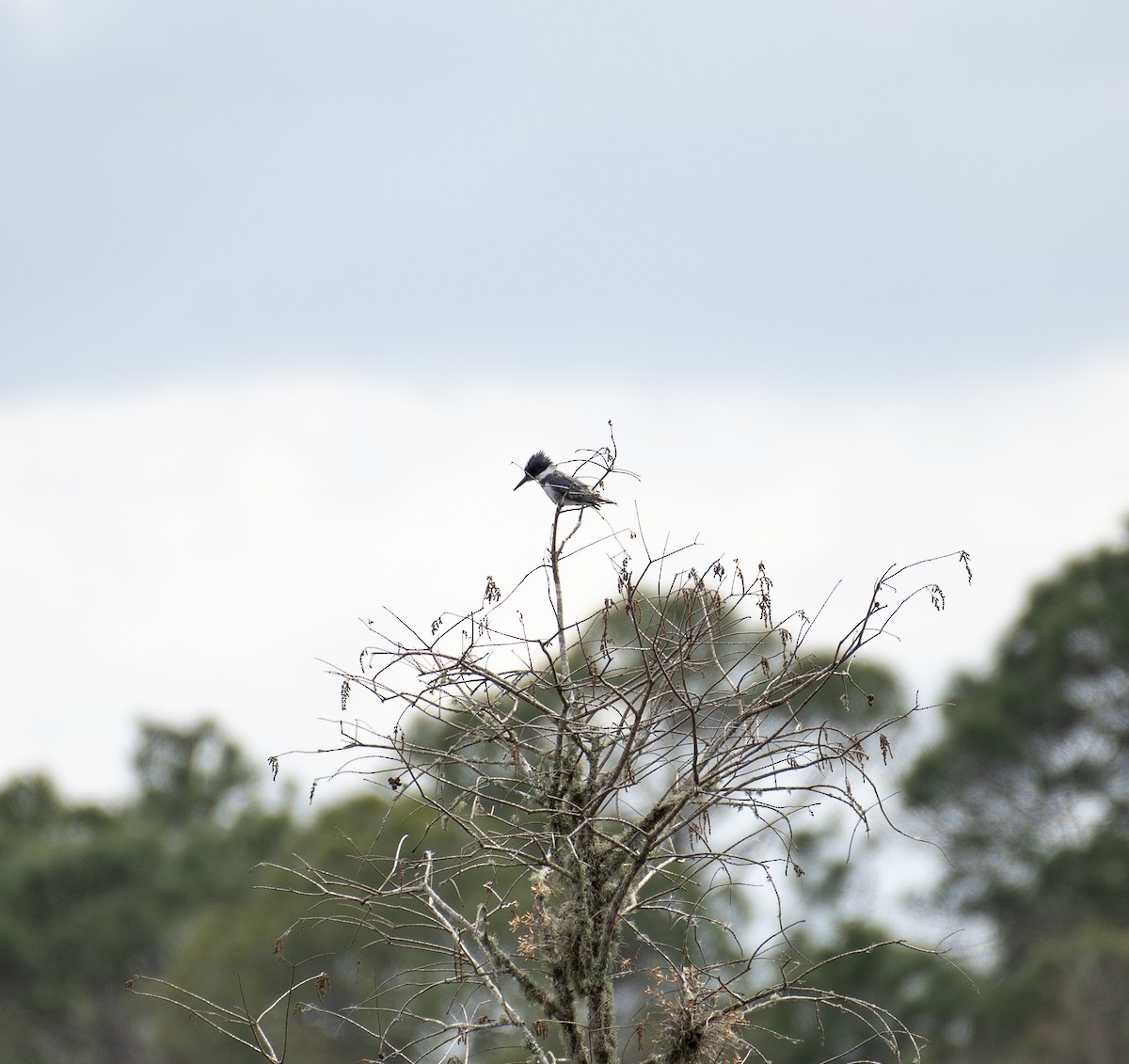 Belted Kingfisher - ML220778681