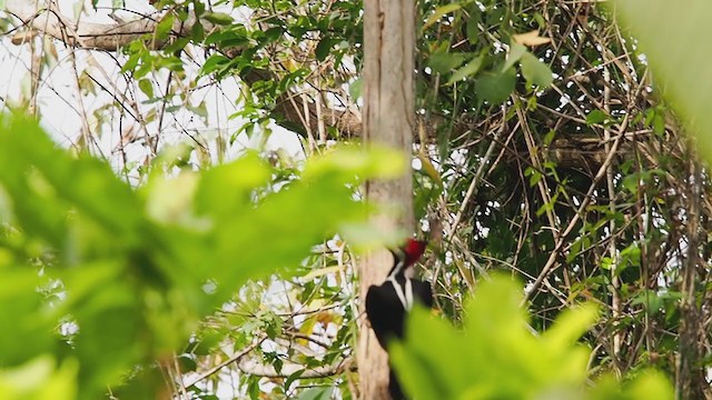 Crimson-crested Woodpecker - ML220779211