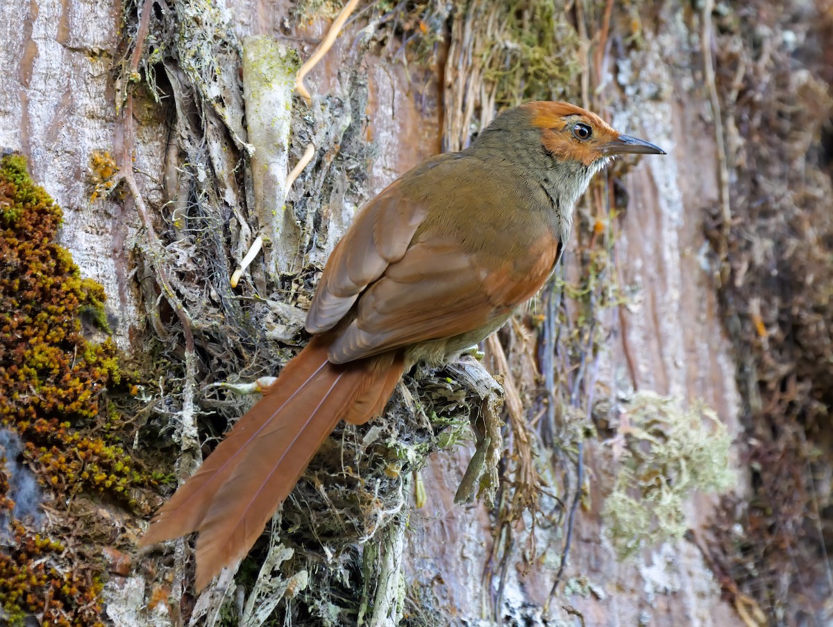 Red-faced Spinetail - Mike Melton