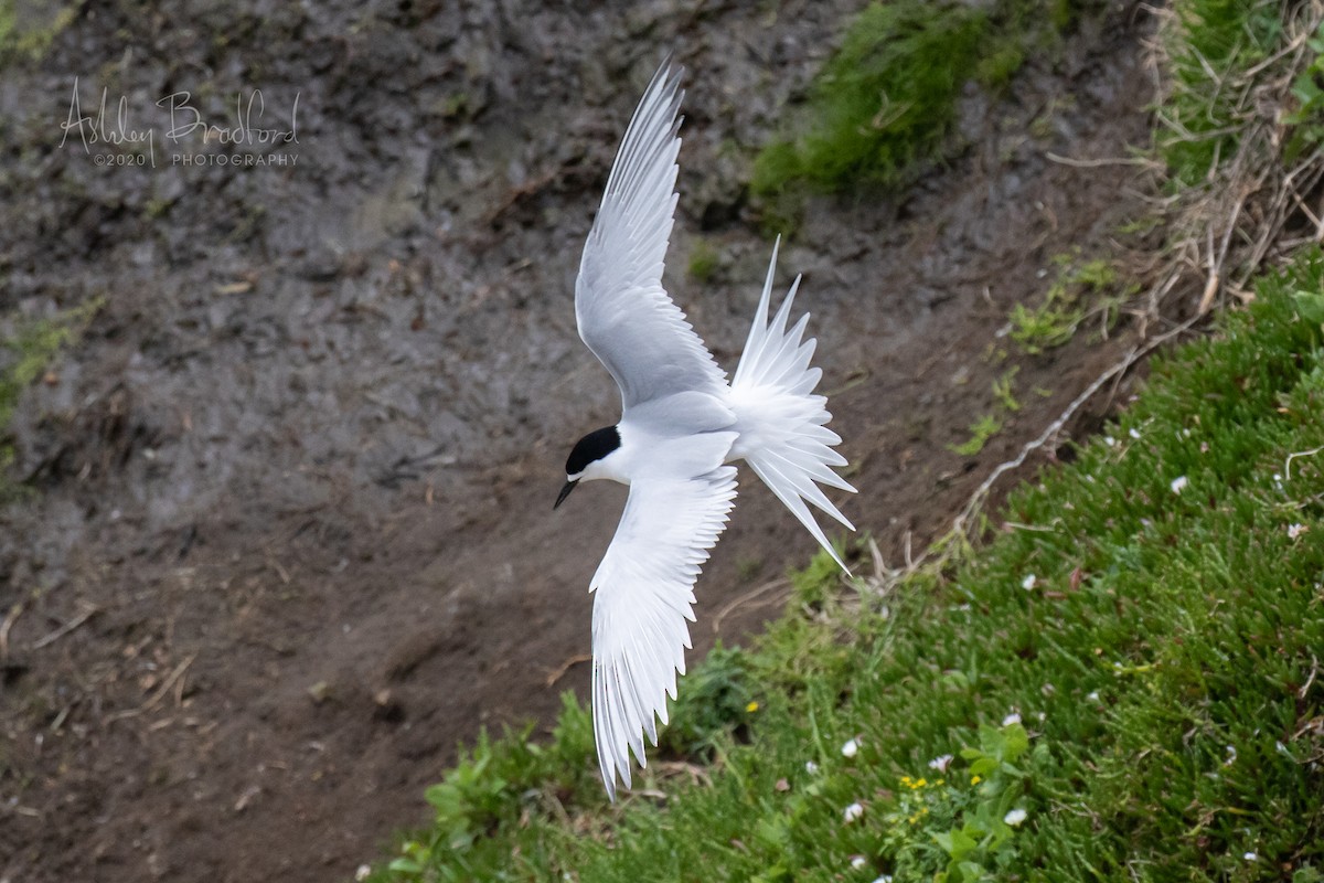 White-fronted Tern - ML220782431