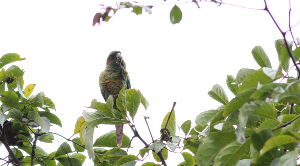 Red-eared Parakeet - Jay McGowan