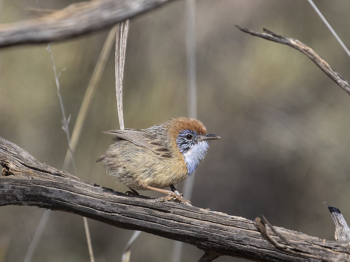 Mallee Emuwren - Stipiturus mallee - Birds of the World