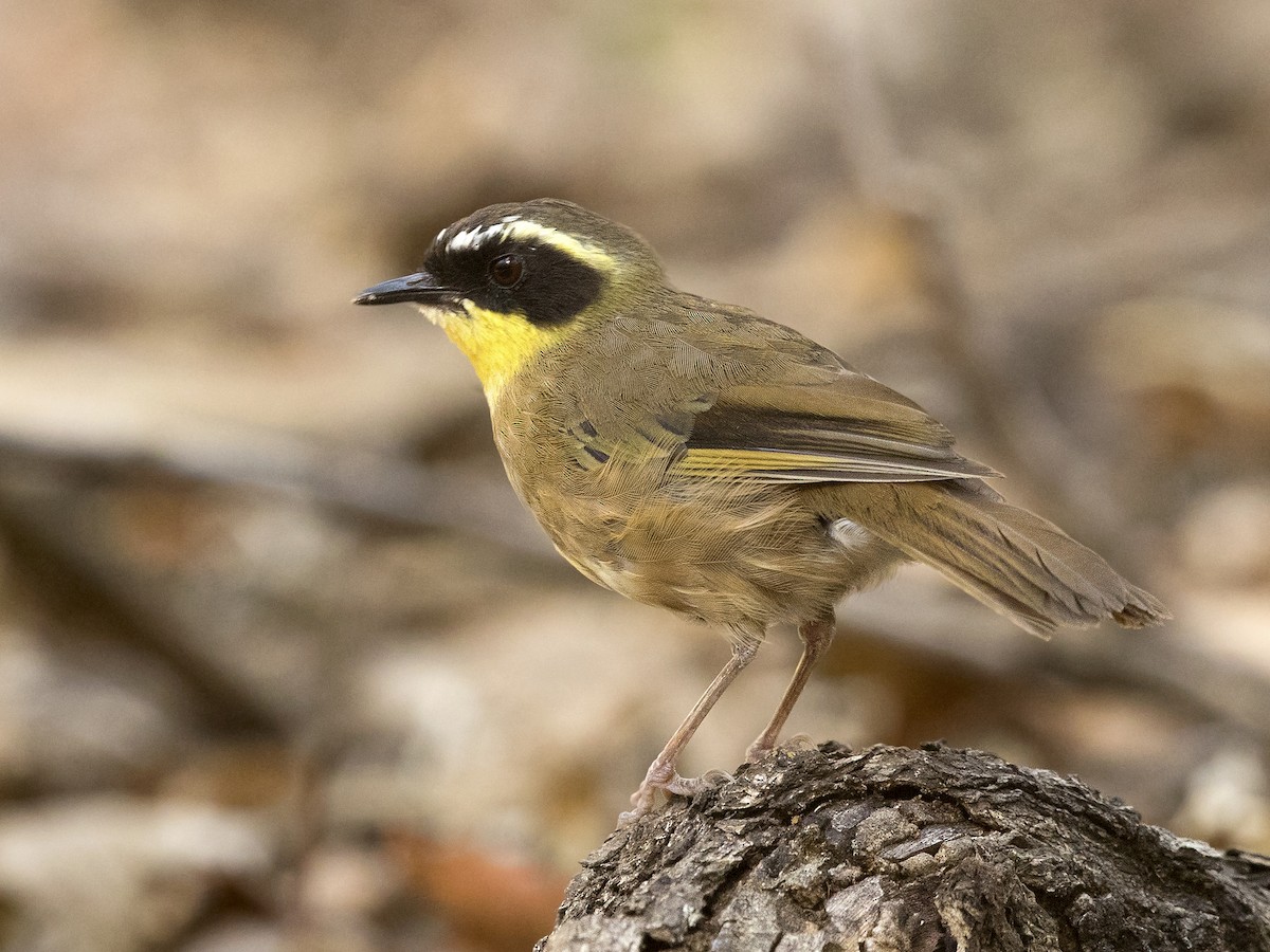 Yellow-throated Scrubwren - Neosericornis citreogularis - Birds of the ...