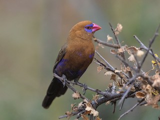 Purple Grenadier - Granatina ianthinogaster - Birds of the ...