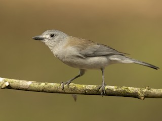  - Gray Shrikethrush