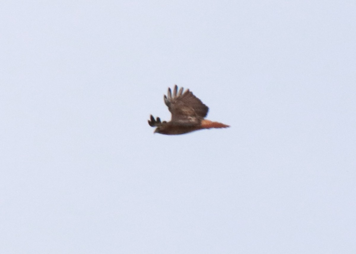 Red-tailed Hawk - ML220789491
