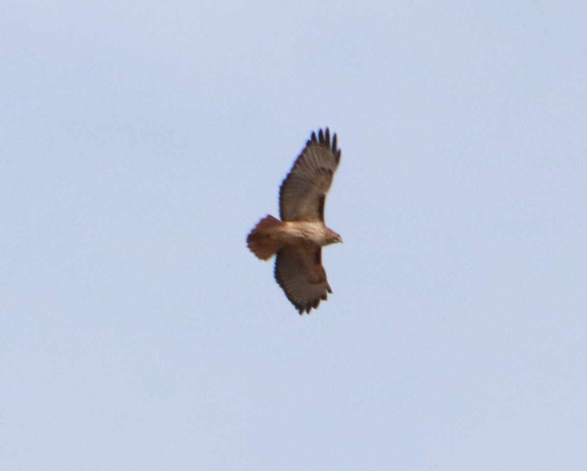 Red-tailed Hawk - ML220789531