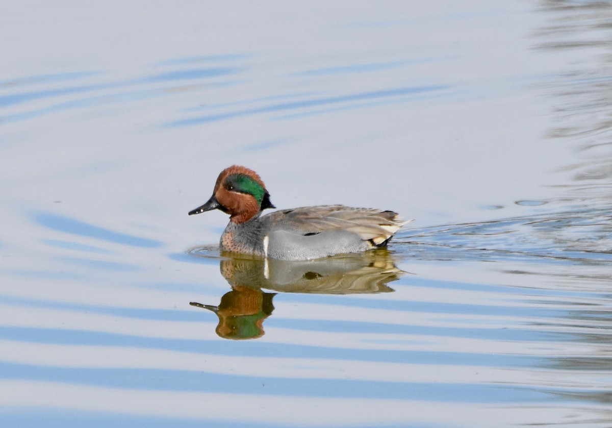 Green-winged Teal - ML220793001