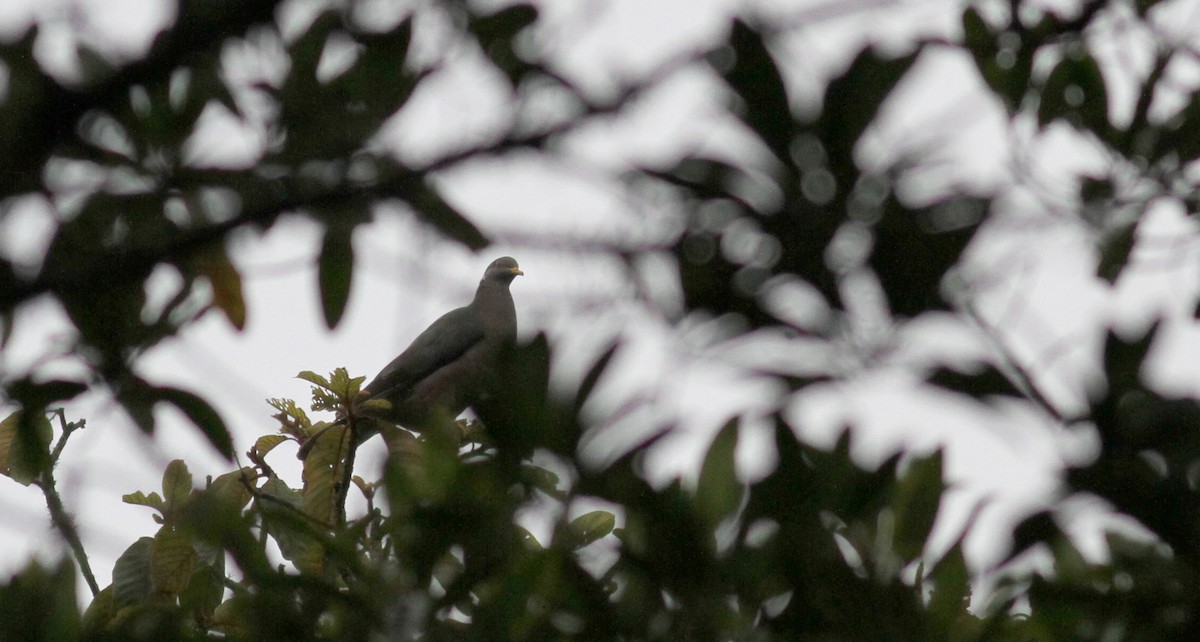 Band-tailed Pigeon (White-necked) - Jay McGowan