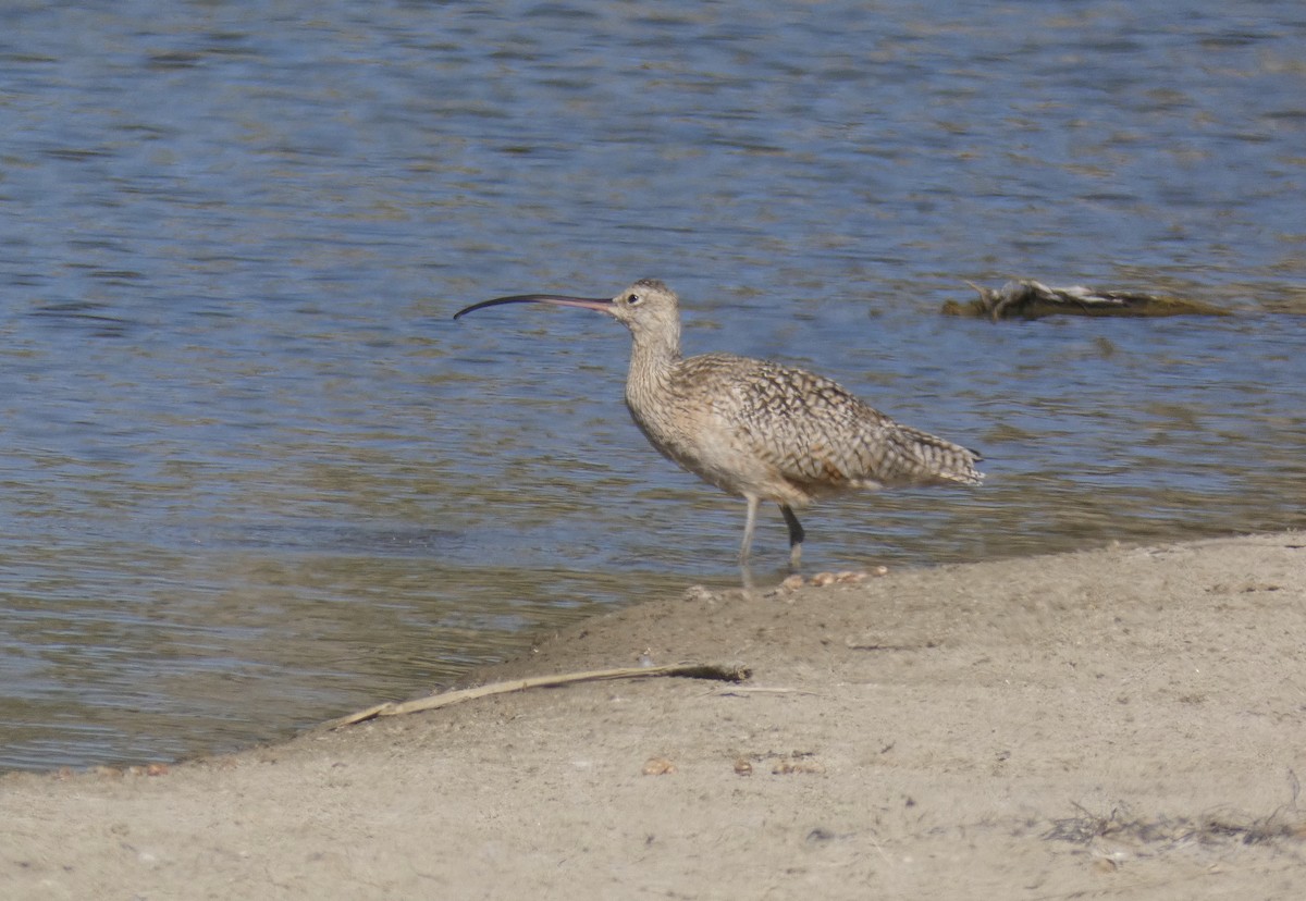 Long-billed Curlew - ML220794461