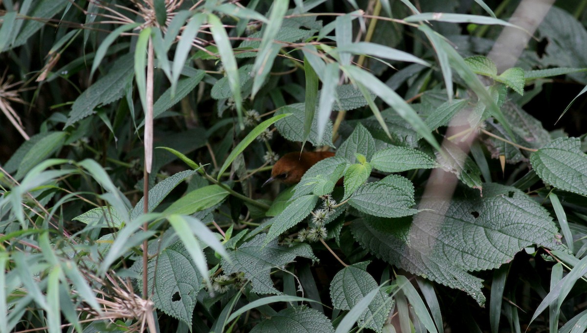 Black-throated Spinetail - ML22079651