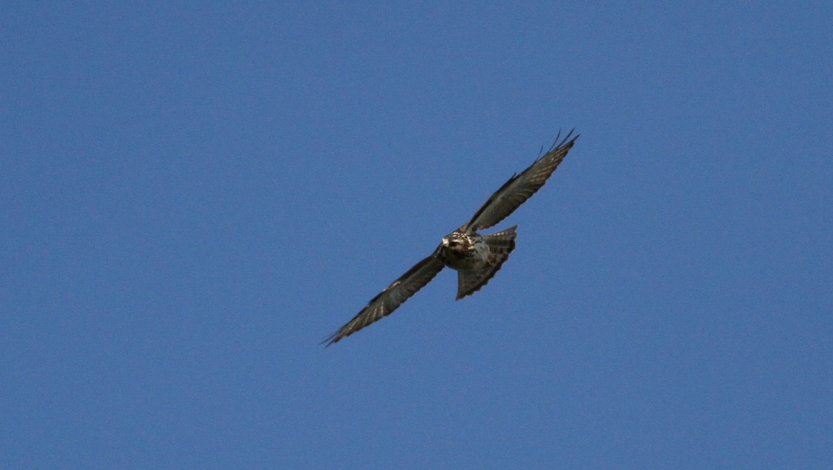 Broad-winged Hawk - ML22079671