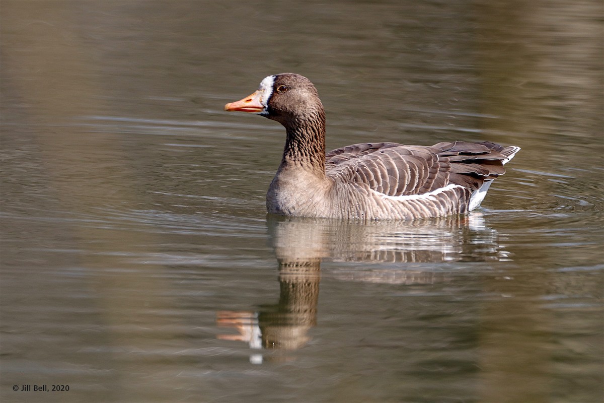 Greater White-fronted Goose - ML220799281