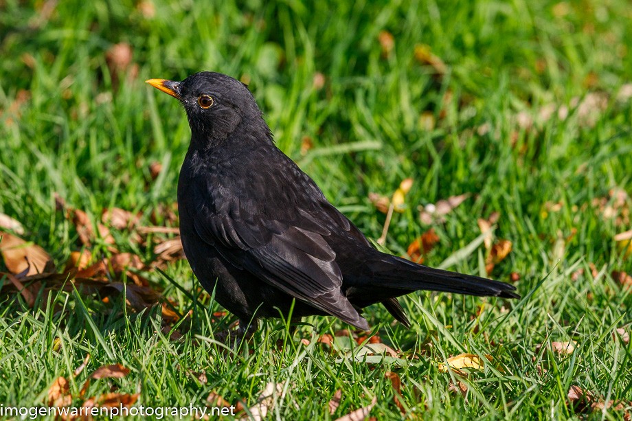 Eurasian Blackbird - Imogen Warren
