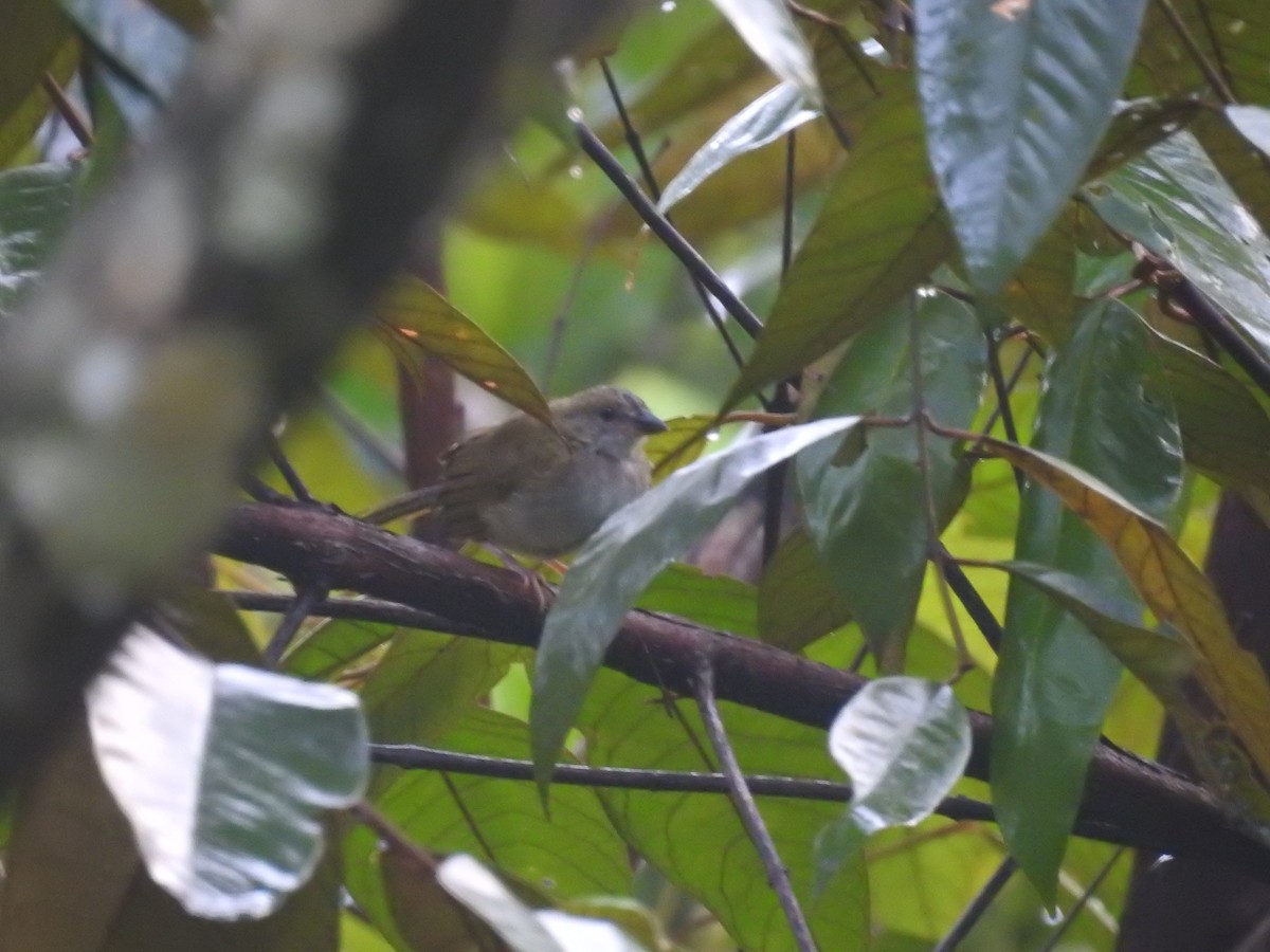 Green-backed Sparrow - Rudy Botzoc @ChileroBirding