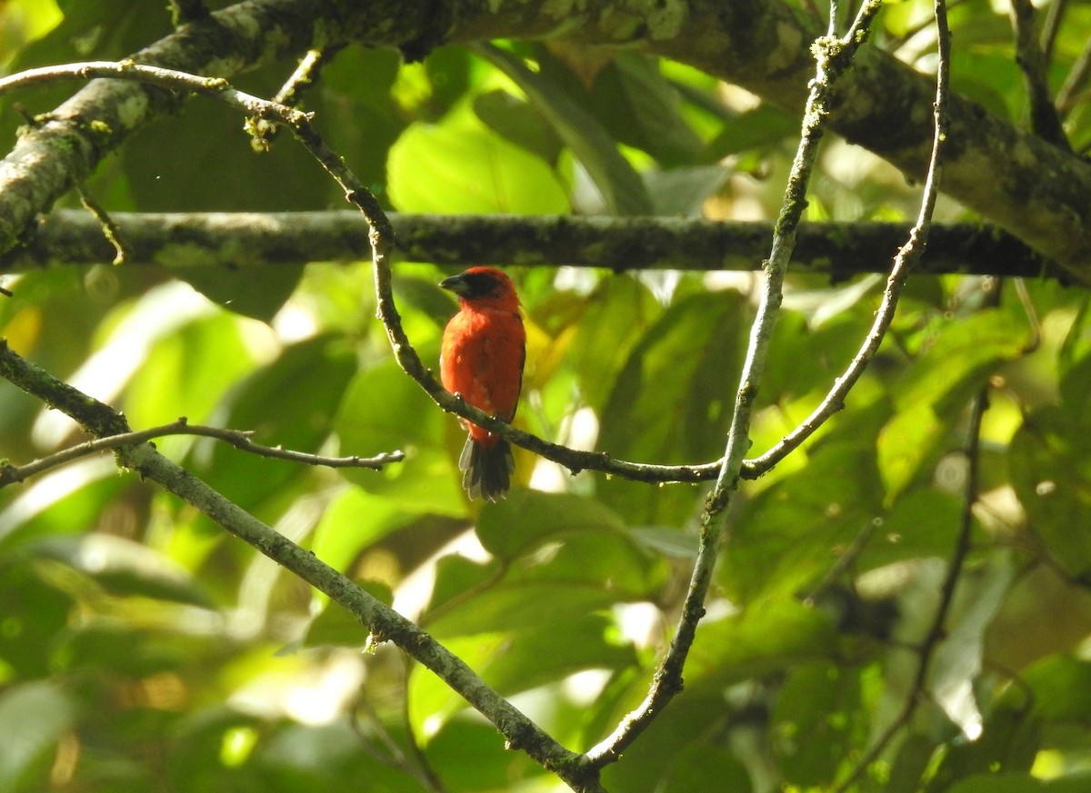 White-winged Tanager - ML220801061