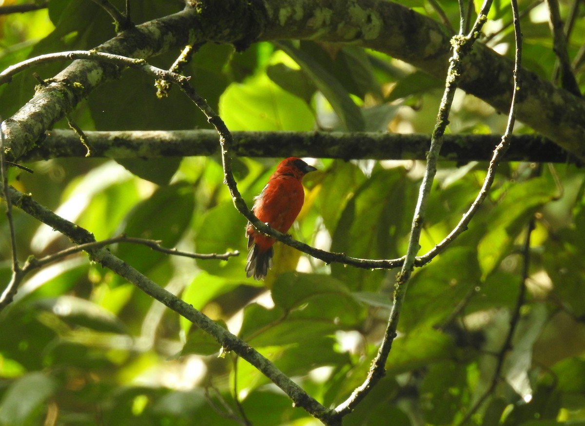 White-winged Tanager - ML220801071