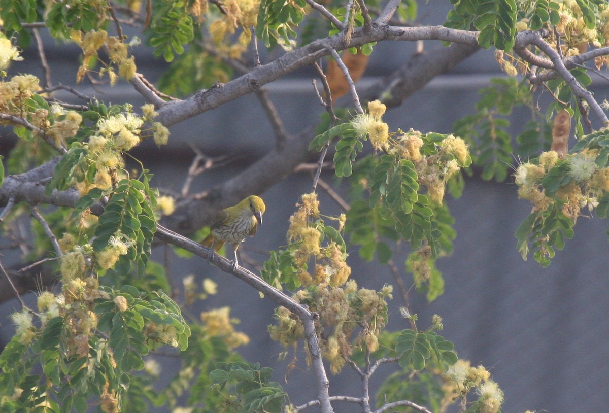 Indian Golden Oriole - ML220801241