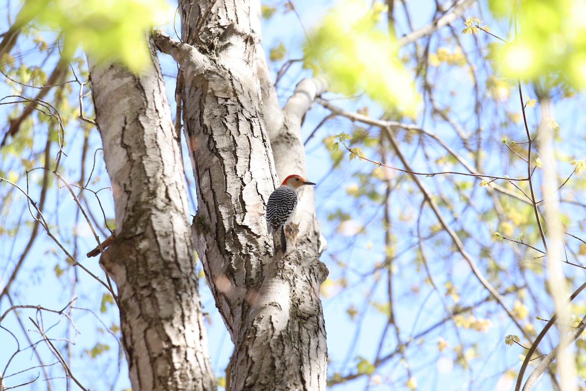 Red-bellied Woodpecker - Austin Lockhart