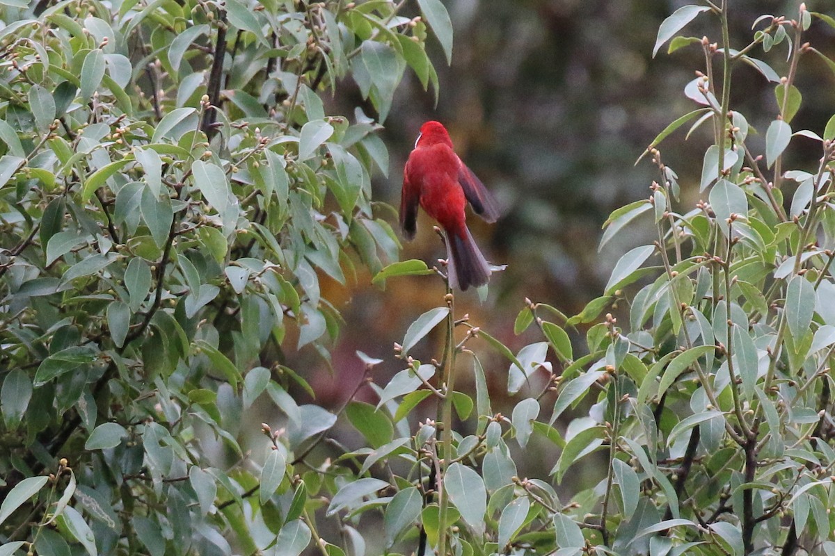 Red Warbler (White-cheeked) - ML220806021