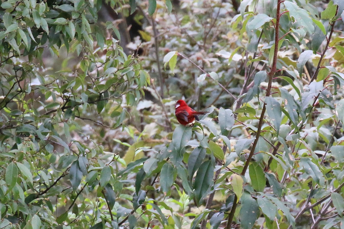 Red Warbler (White-cheeked) - Henry Burton