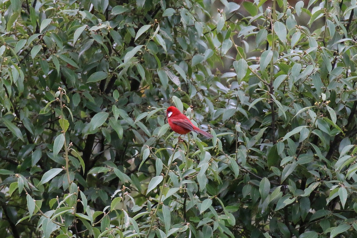 Red Warbler (White-cheeked) - ML220806091