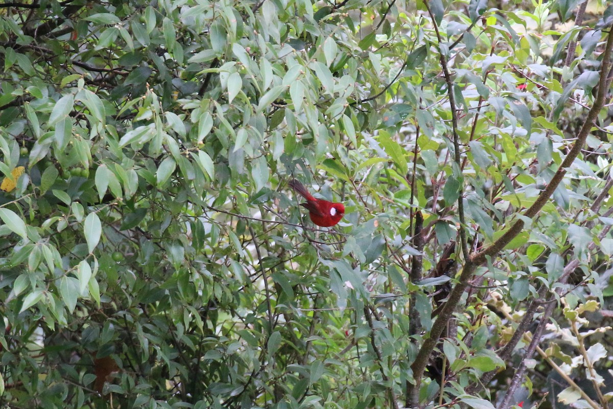 Red Warbler (White-cheeked) - Henry Burton