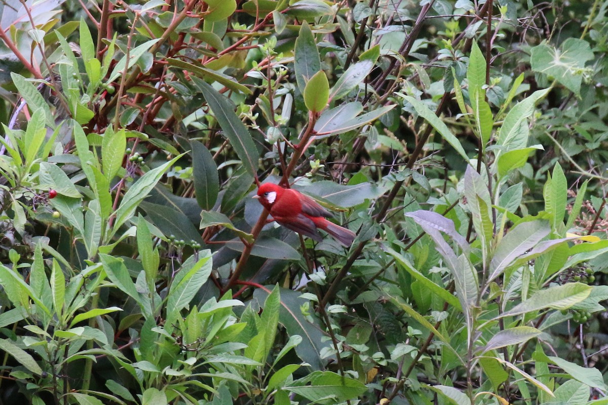 Red Warbler (White-cheeked) - ML220806191
