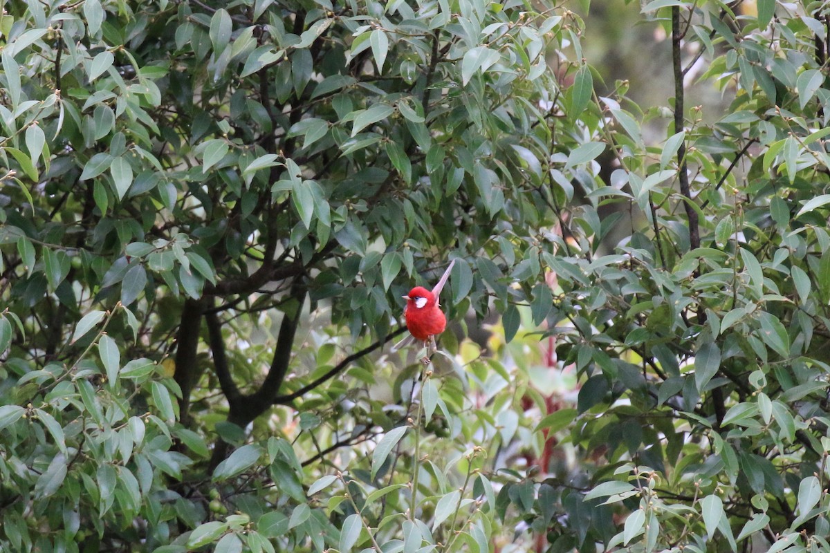 Red Warbler (White-cheeked) - ML220806201