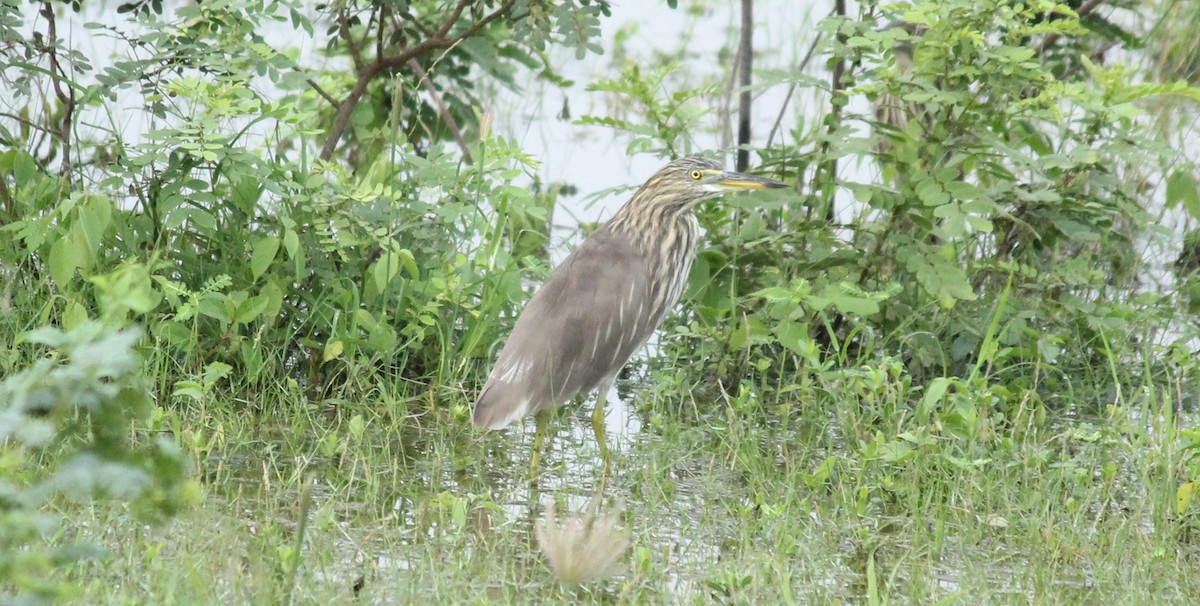 Indian Pond-Heron - Shanmugam Kalidass