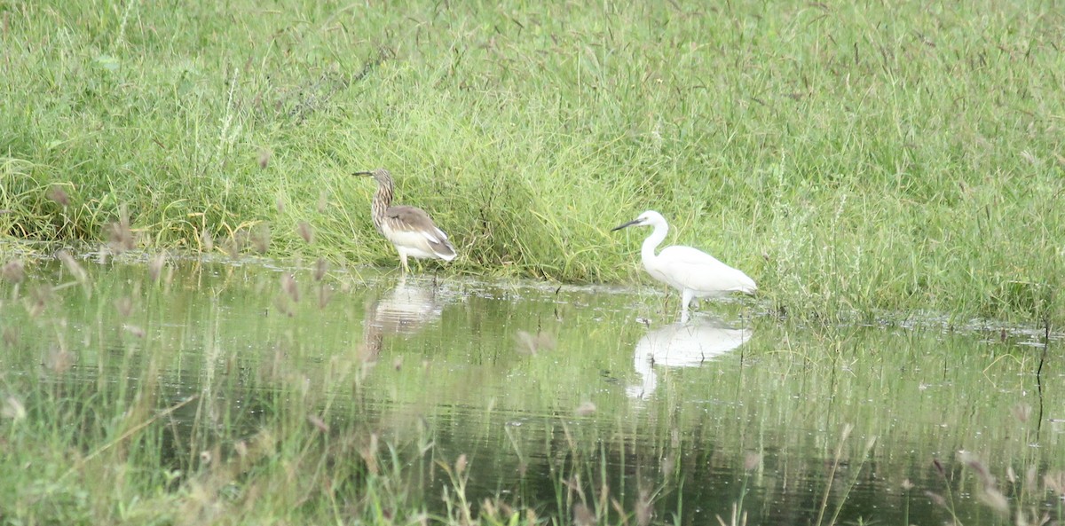 Indian Pond-Heron - Shanmugam Kalidass