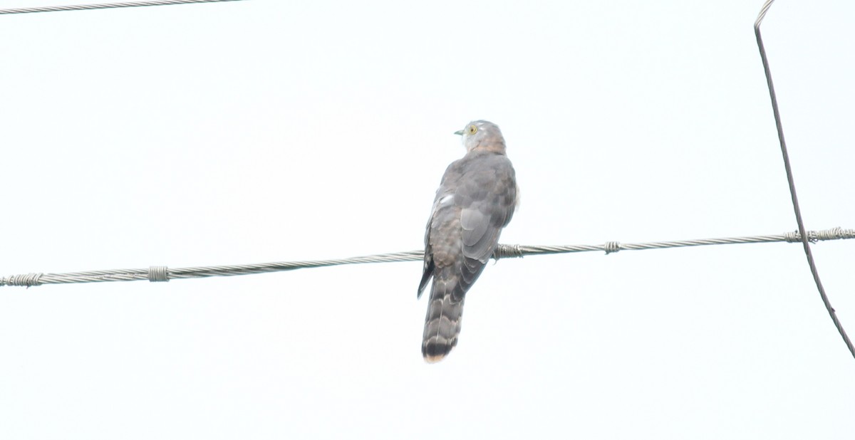 Common Hawk-Cuckoo - ML22080821