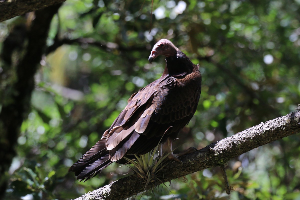 Turkey Vulture - Henry Burton