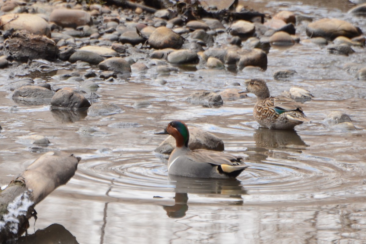 Green-winged Teal - ML220809411