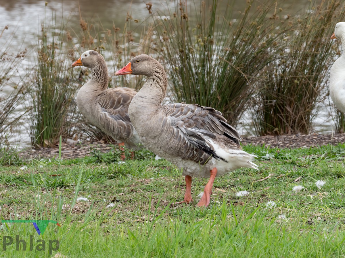 Domestic goose sp. (Domestic type) - ML220810101