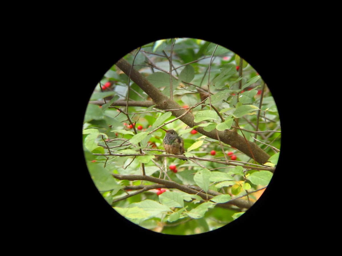 kolibřík yukatanský - ML220811011