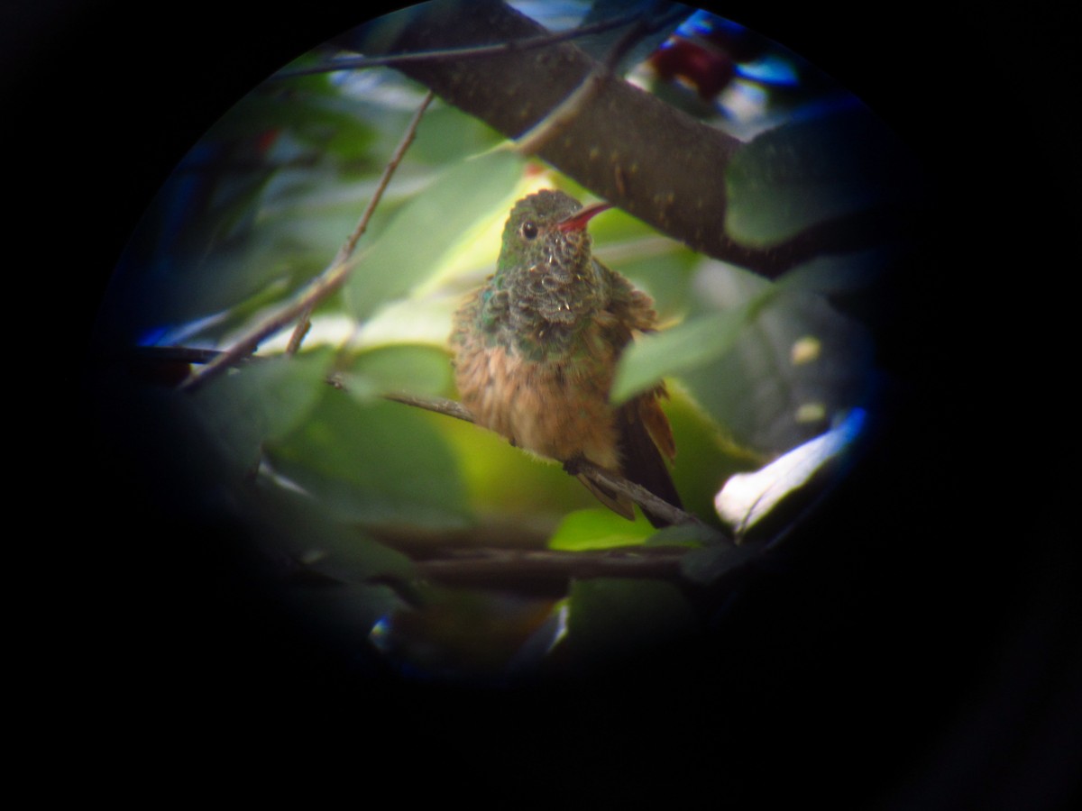 Buff-bellied Hummingbird - ML220811021