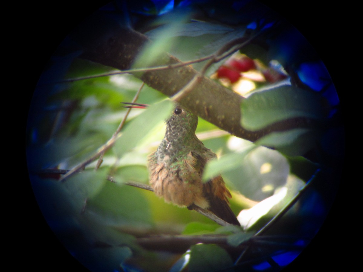 Buff-bellied Hummingbird - Jeffrey Turner