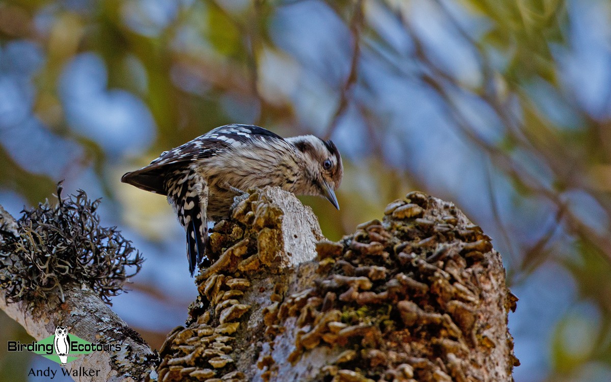Gray-capped Pygmy Woodpecker - Andy Walker - Birding Ecotours