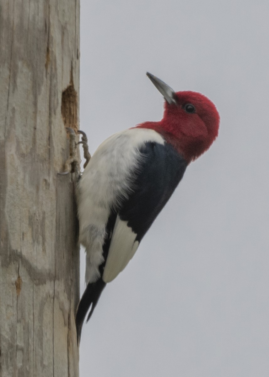 Red-headed Woodpecker - ML220814401