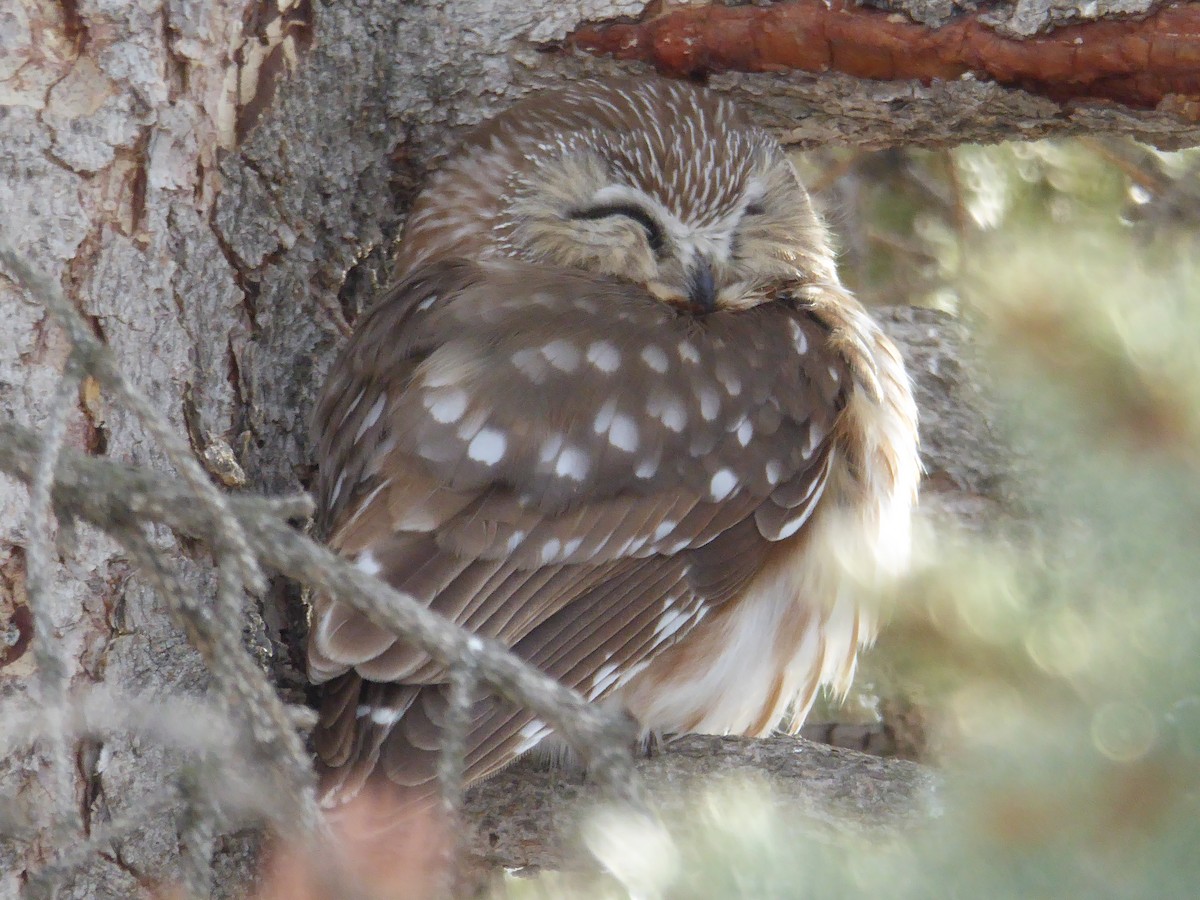 Northern Saw-whet Owl - ML220815021